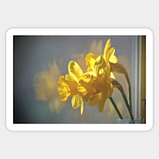 Morning Daffodils Sticker